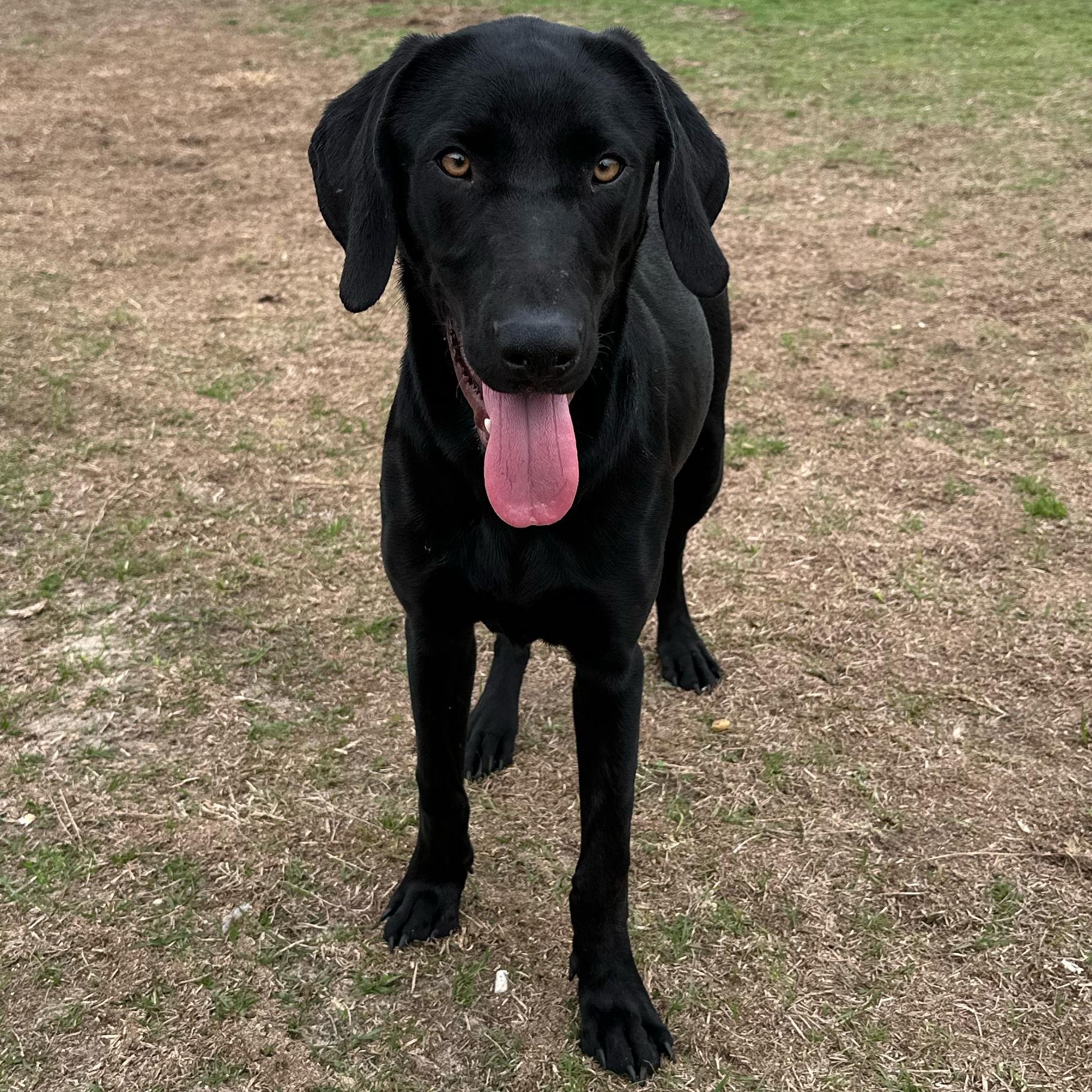 Enlarge Rainbow, an adoptable mixed breed in Valdosta, GA image 2/6