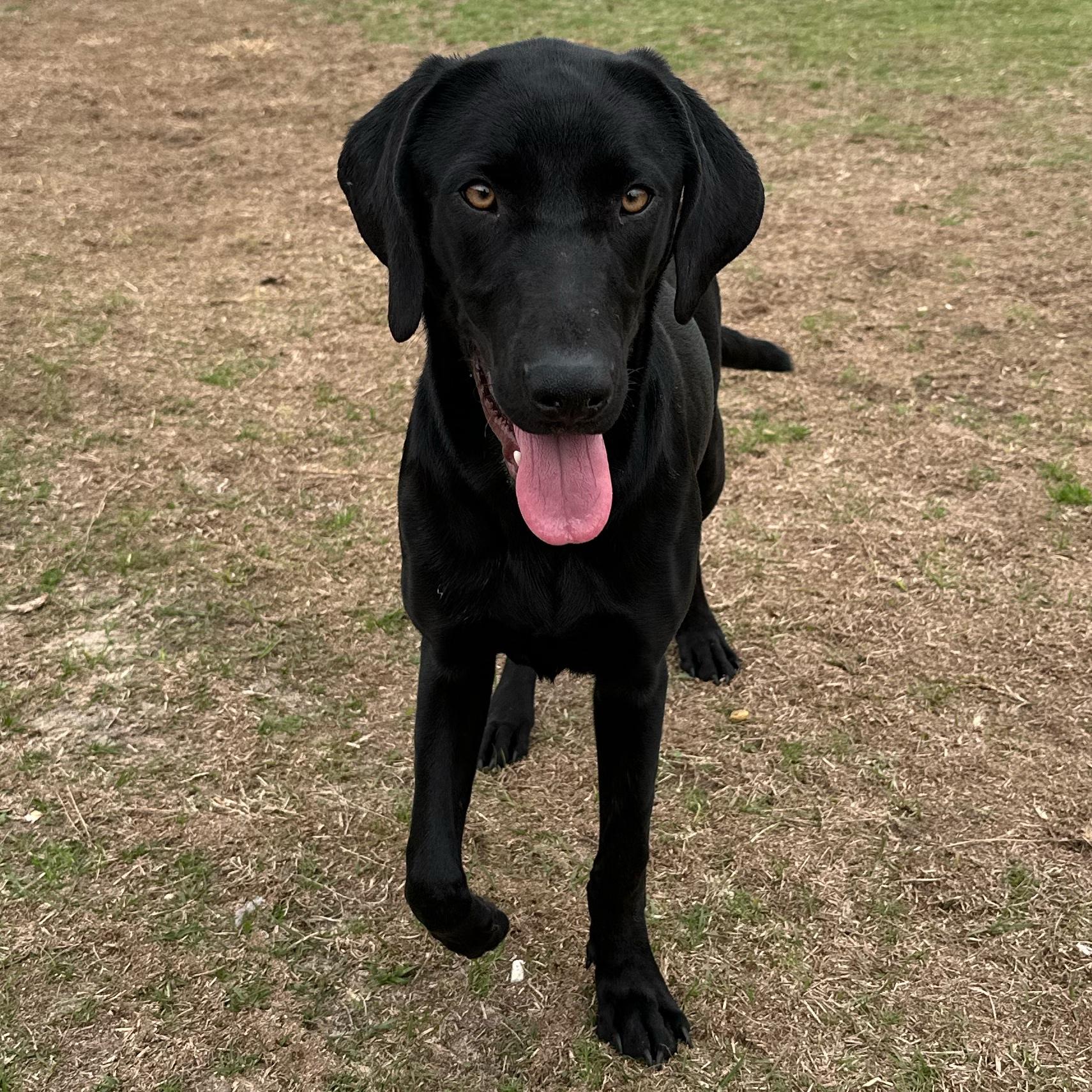 Enlarge Rainbow, an adoptable mixed breed in Valdosta, GA image 3/6