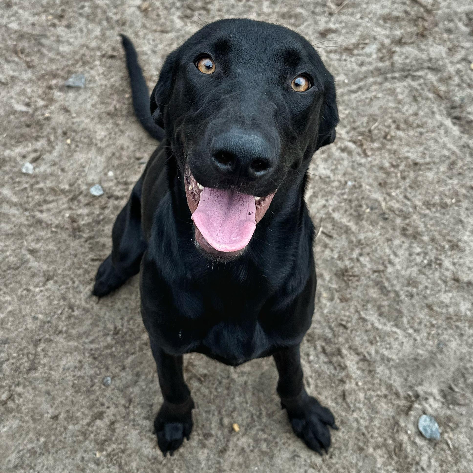 Enlarge Rainbow, an adoptable mixed breed in Valdosta, GA image 5/6