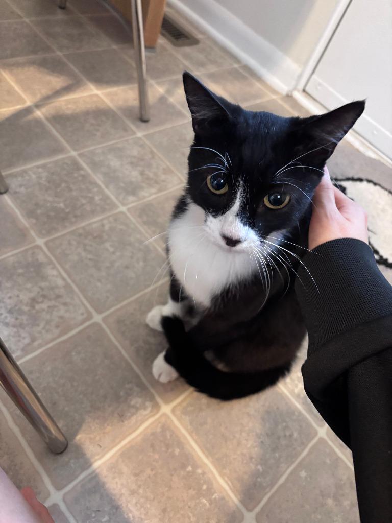 Cookie, Adoptable, Young Male Domestic Short Hair.