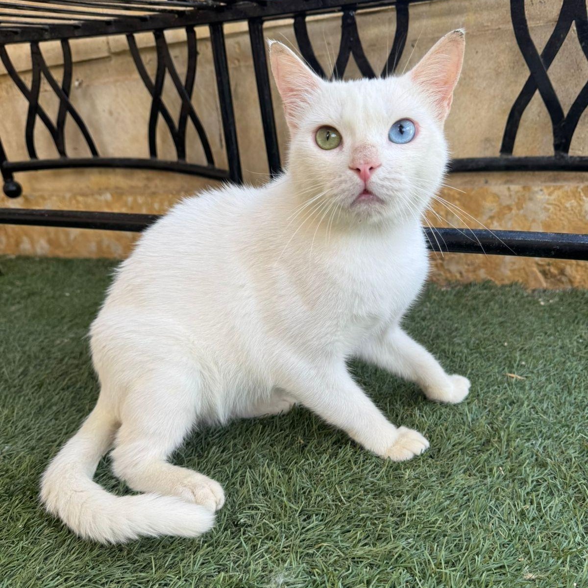 2 different Eyes color