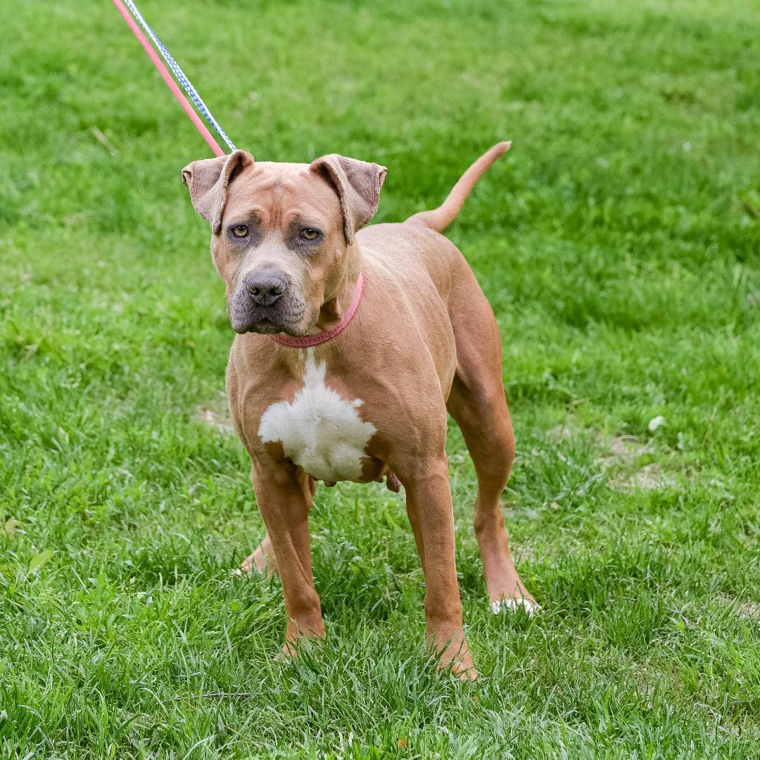 Samantha, a Adoptable mixed breed in Lambertville, NJ image 1/6