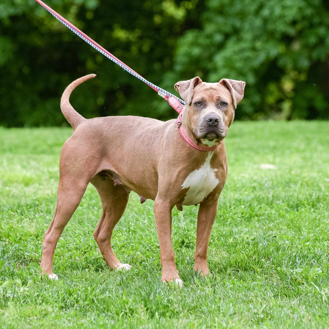 Samantha, a Adoptable mixed breed in Lambertville, NJ image 2/6