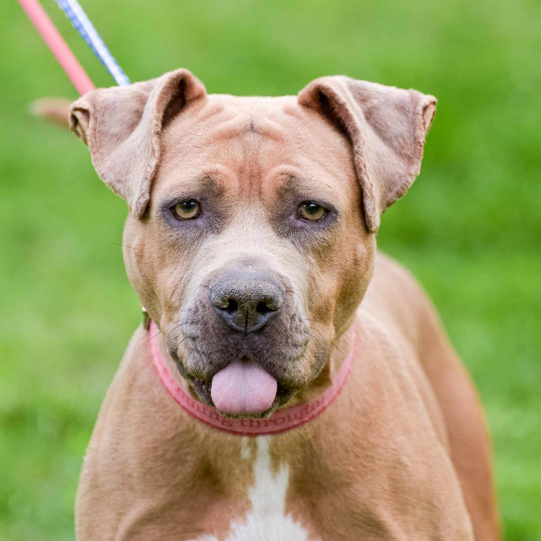 Samantha, a Adoptable mixed breed in Lambertville, NJ image 3/6