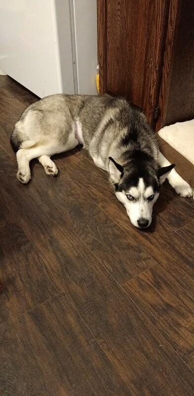 Enlarge Nami, a Adoptable Husky in Grand Rapids, MI image 1/3