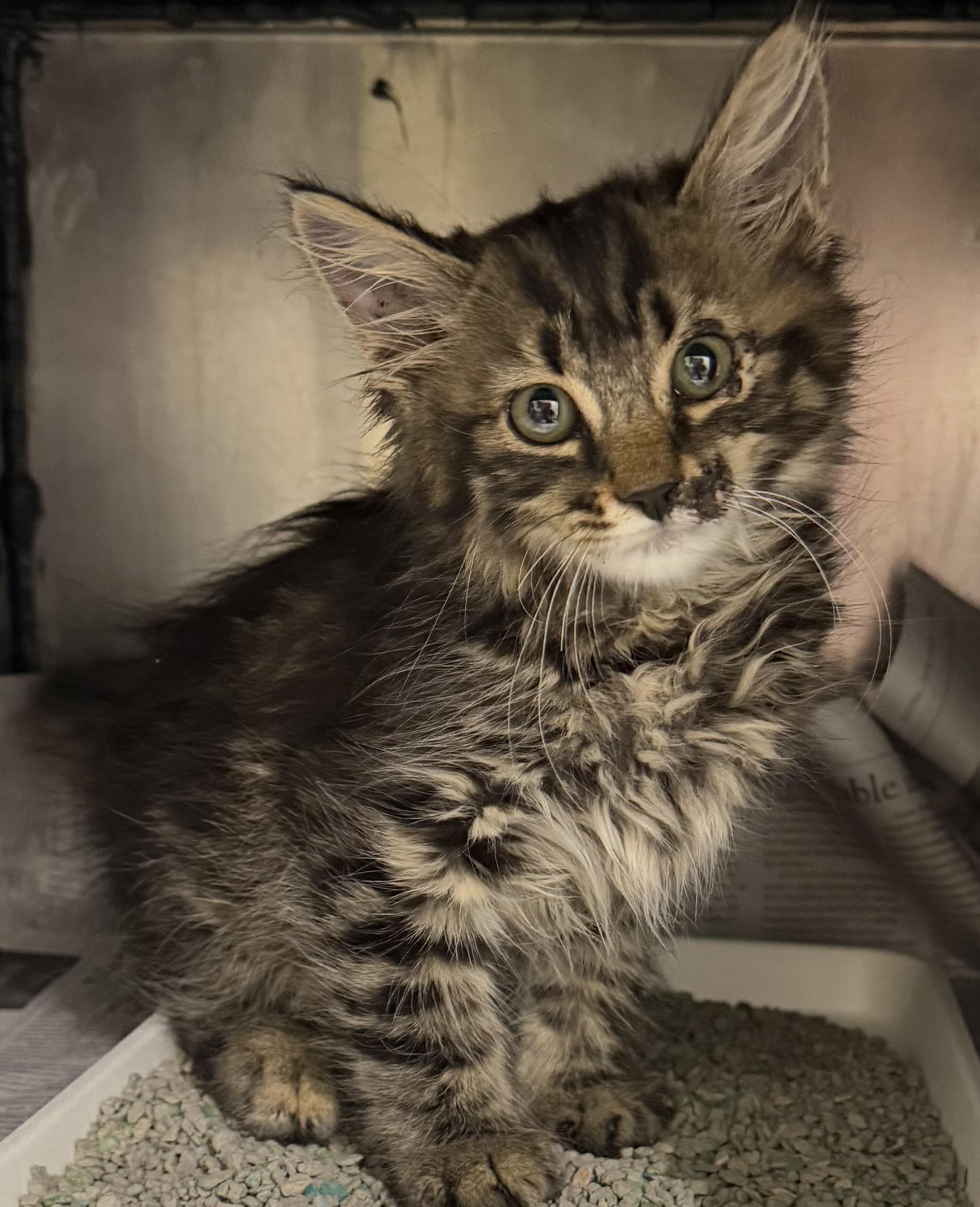 Fizzgig, adopted, Young Female Domestic Long Hair.