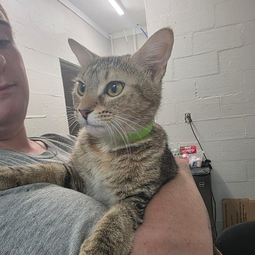 Missy, Adoptable, Adult Female Domestic Short Hair.