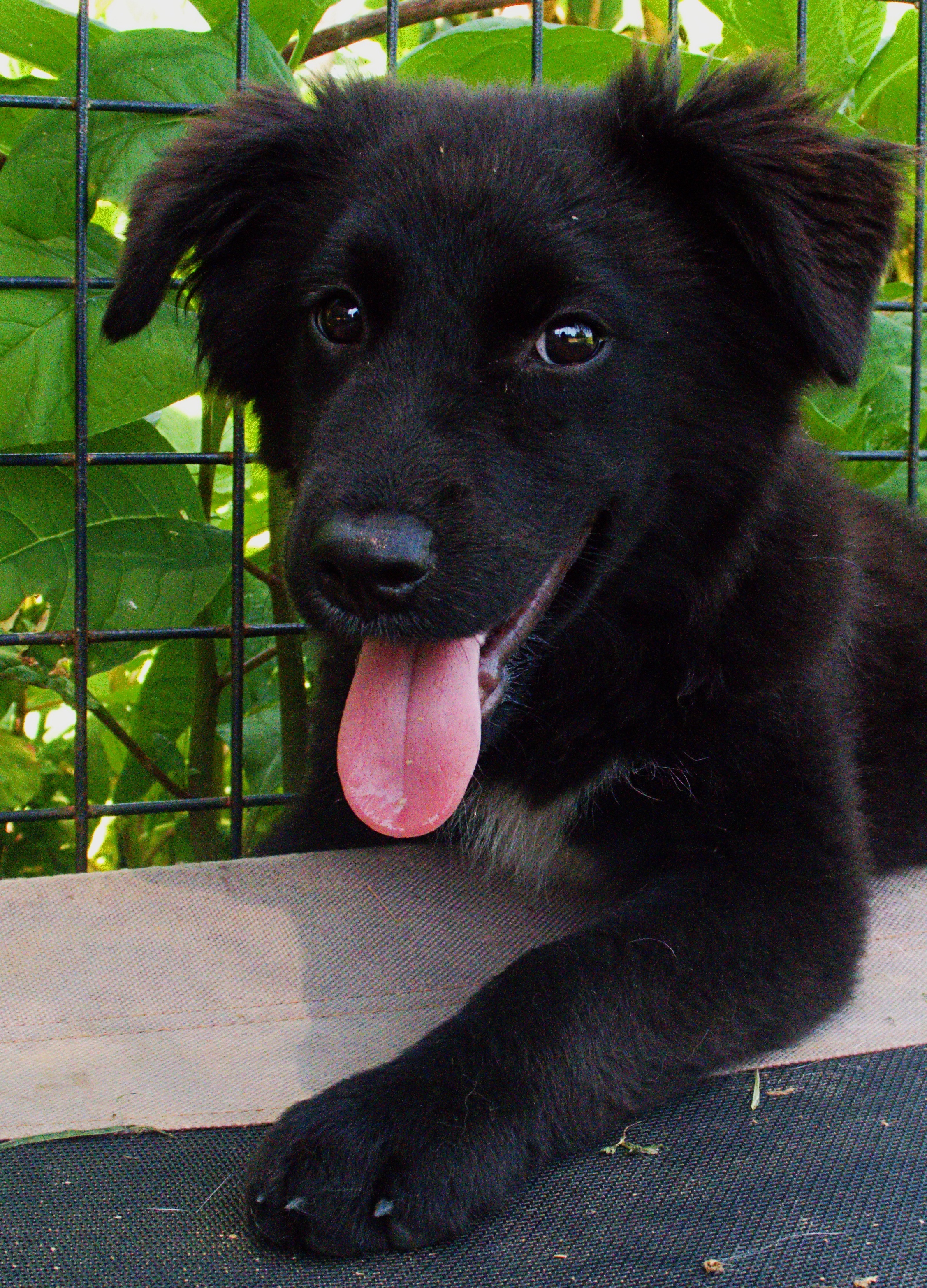 Zoey, Adopted, Puppy Female Australian Shepherd & Border Collie.
