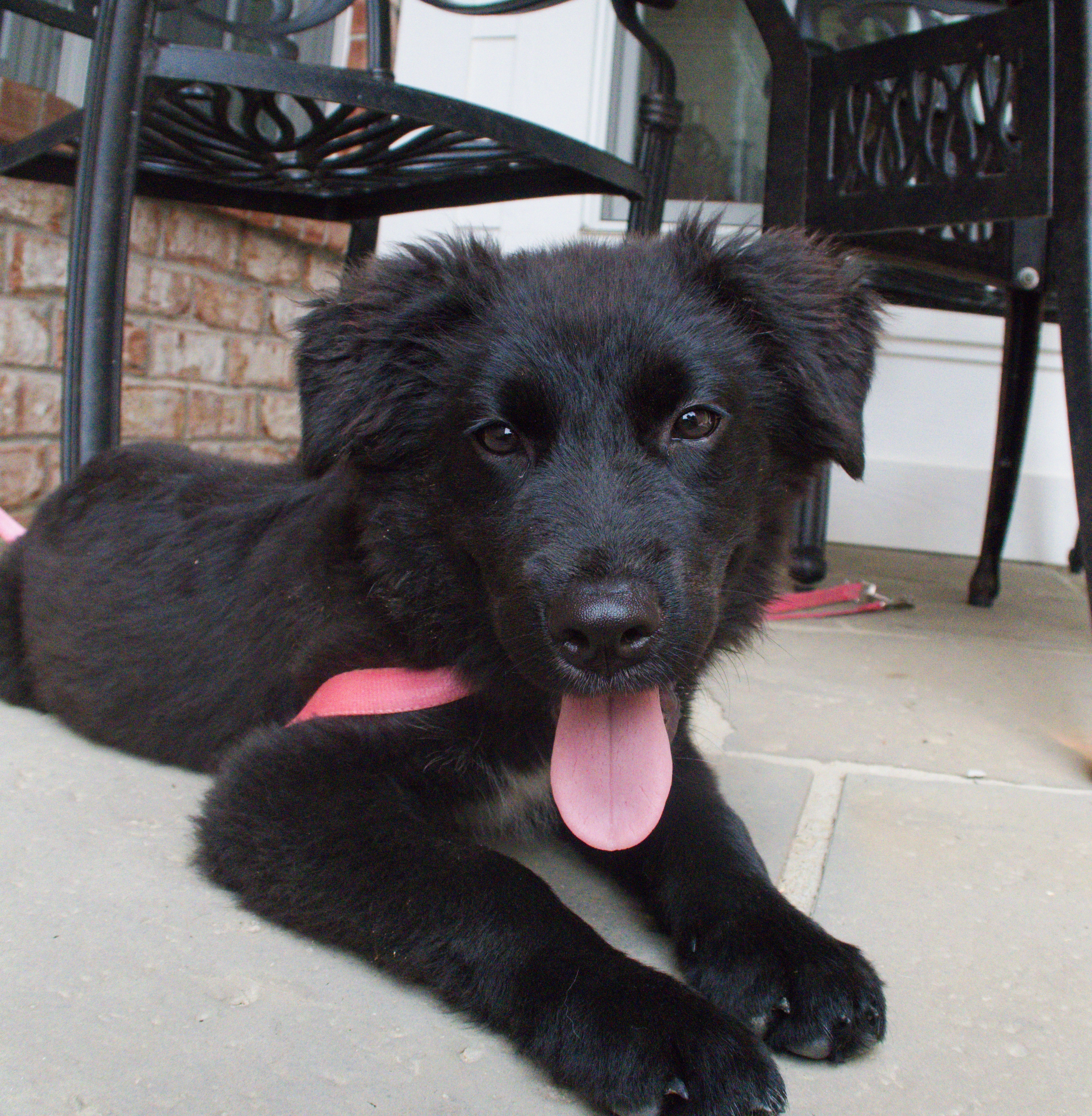 Enlarge Zoey, a Adopted mixed breed in Gradyville, KY image 2/8