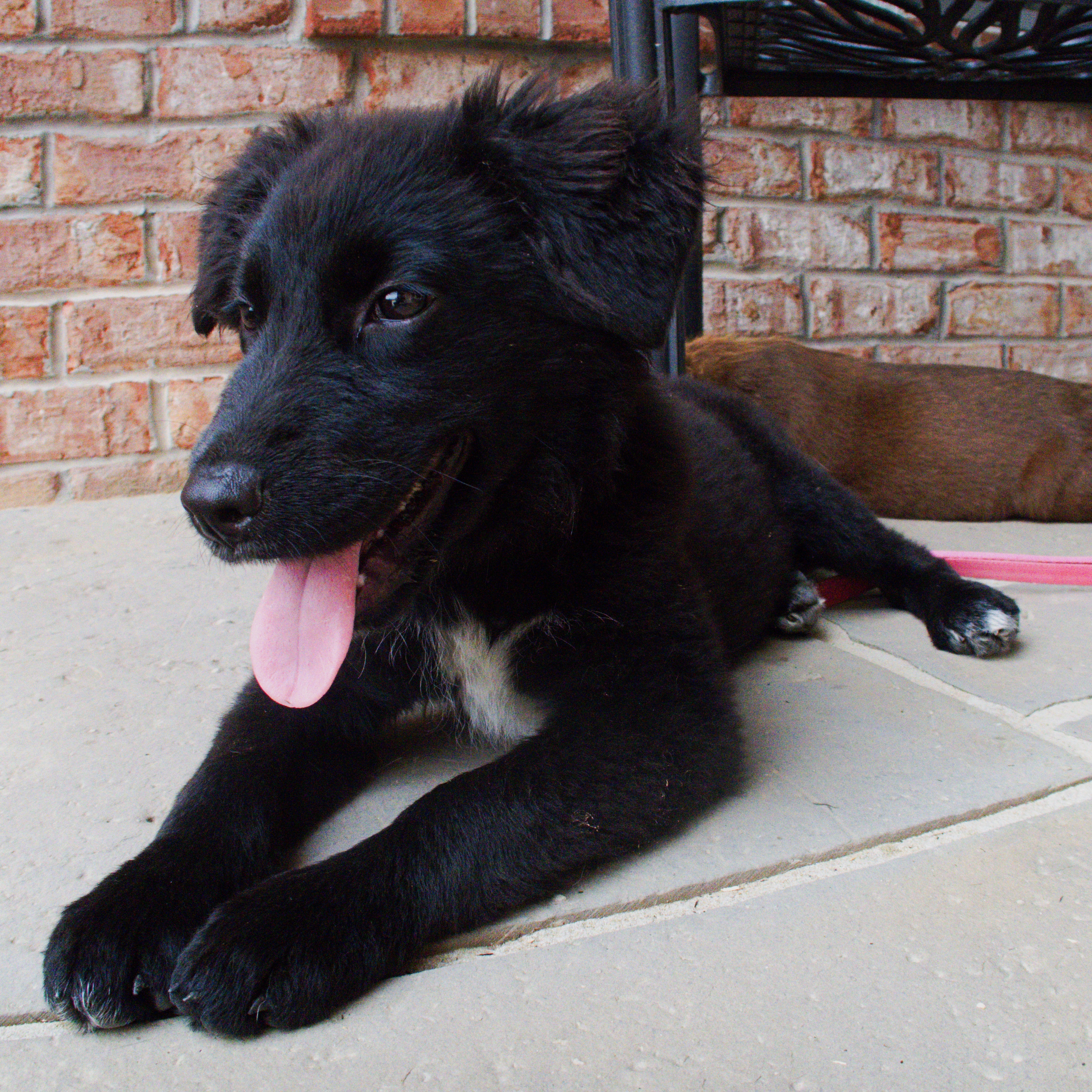 Enlarge Zoey, a Adopted mixed breed in Gradyville, KY image 3/8