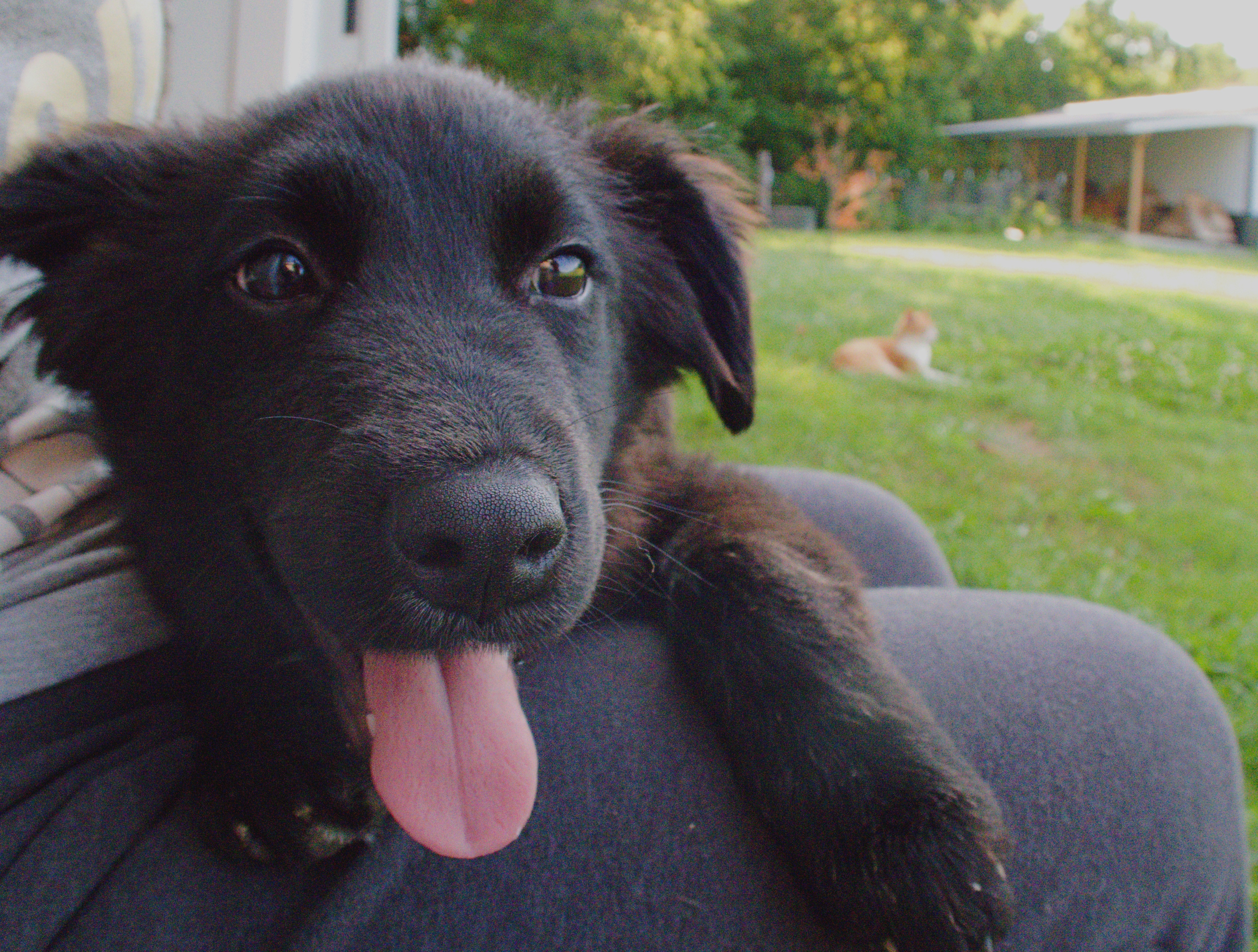 Enlarge Zoey, a Adopted mixed breed in Gradyville, KY image 4/8