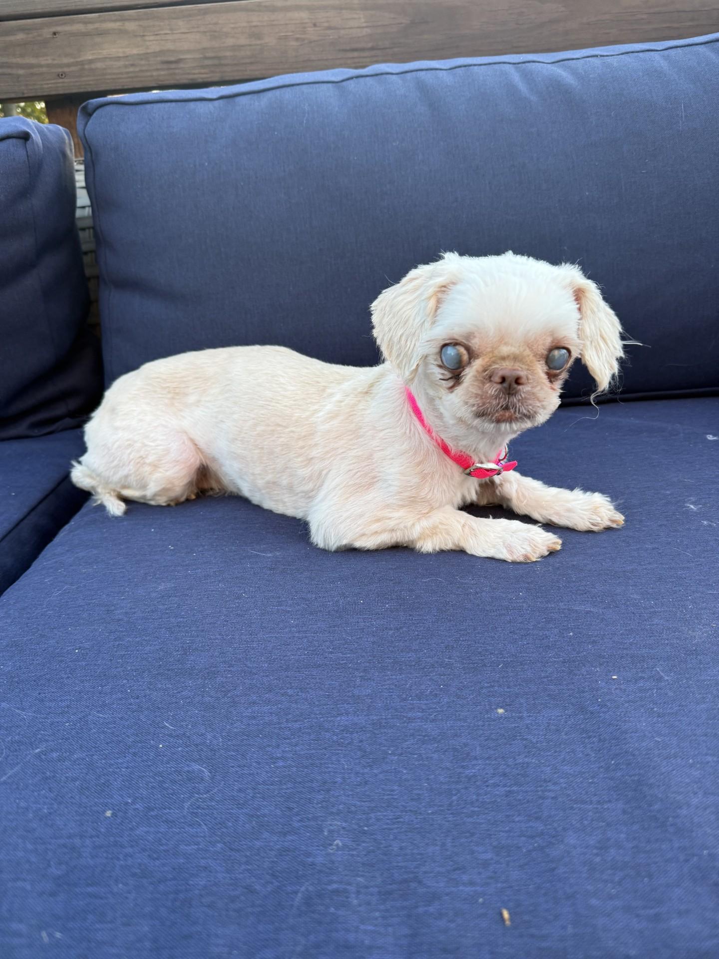 Katie, Adoptable, Senior Female Shih Tzu.