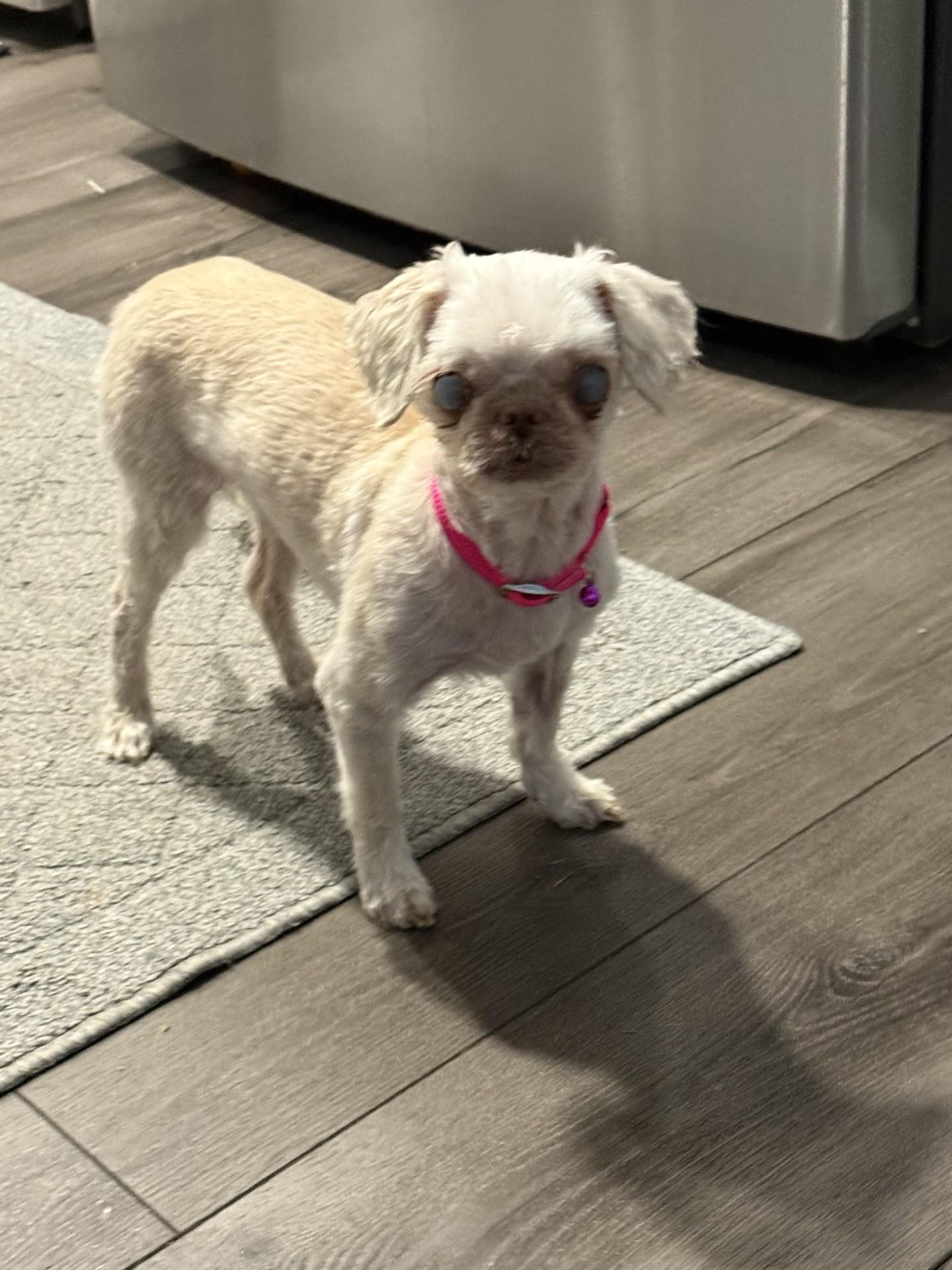 Katie, a Adoptable mixed breed in Bowie, MD image 2/5