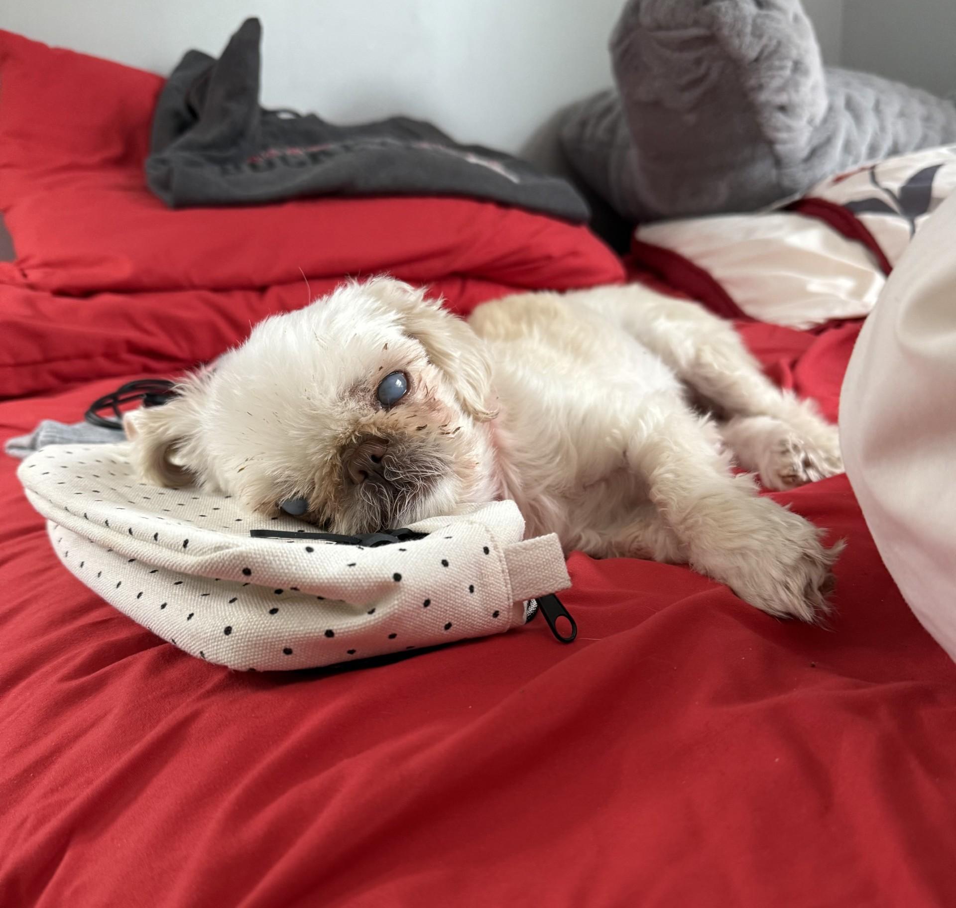 Katie, a Adoptable mixed breed in Bowie, MD image 4/5