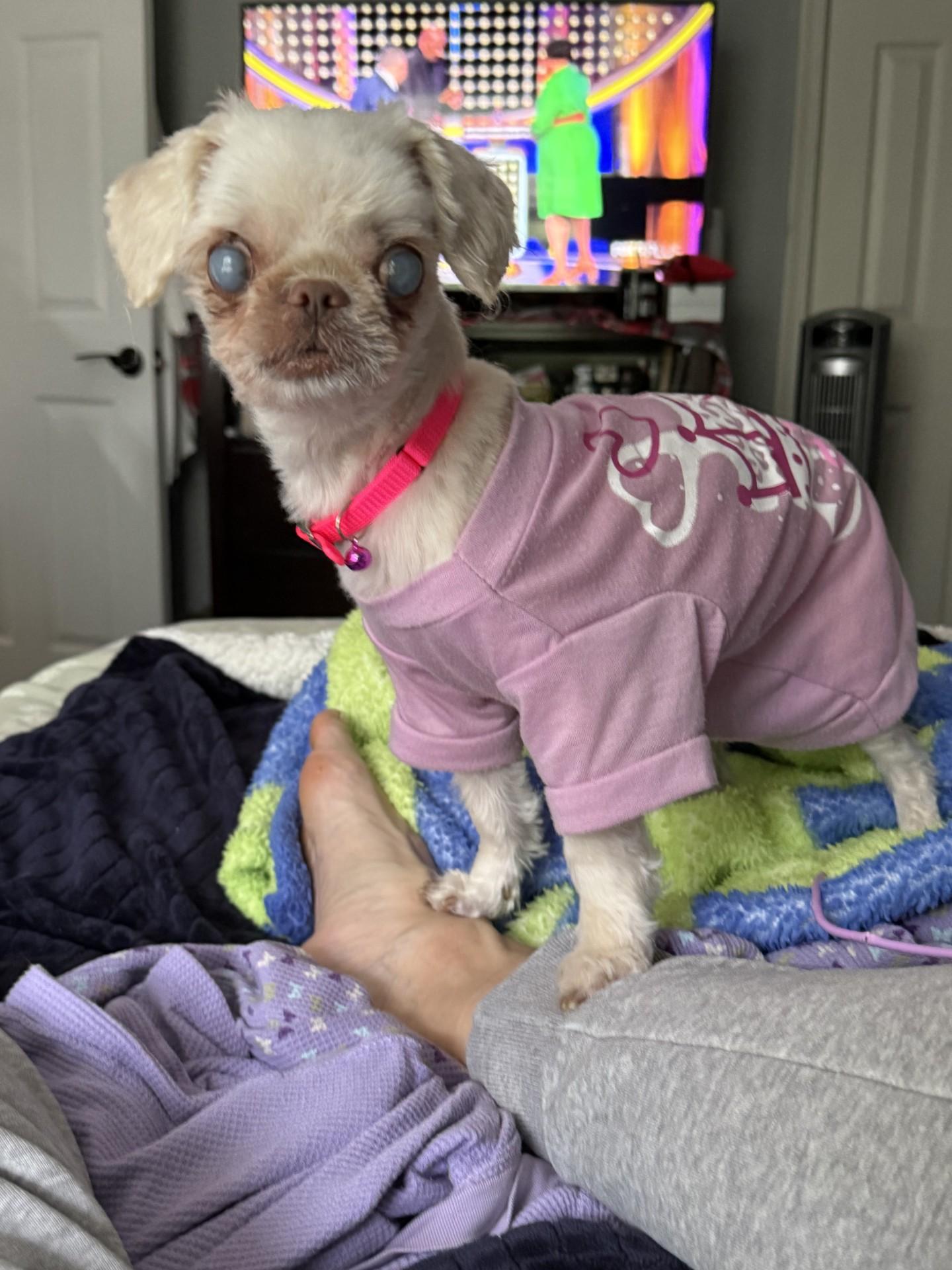 Katie, a Adoptable mixed breed in Bowie, MD image 5/5