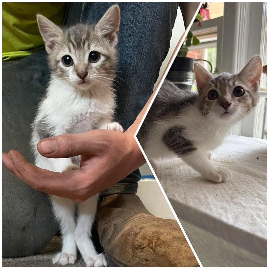 Enlarge Joey (GN), a Adoptable Domestic Short Hair in Huddleston, VA image 4/4