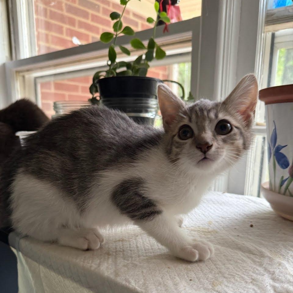 Enlarge Joey (GN), a Adoptable Domestic Short Hair in Huddleston, VA image 3/4