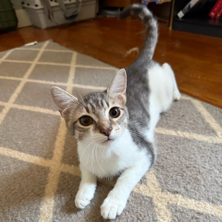 Joey (GN), Adoptable, Kitten Male Domestic Short Hair.