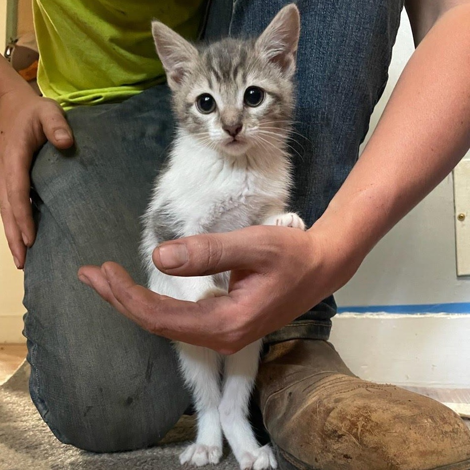 Enlarge Joey (GN), a Adoptable Domestic Short Hair in Huddleston, VA image 2/4