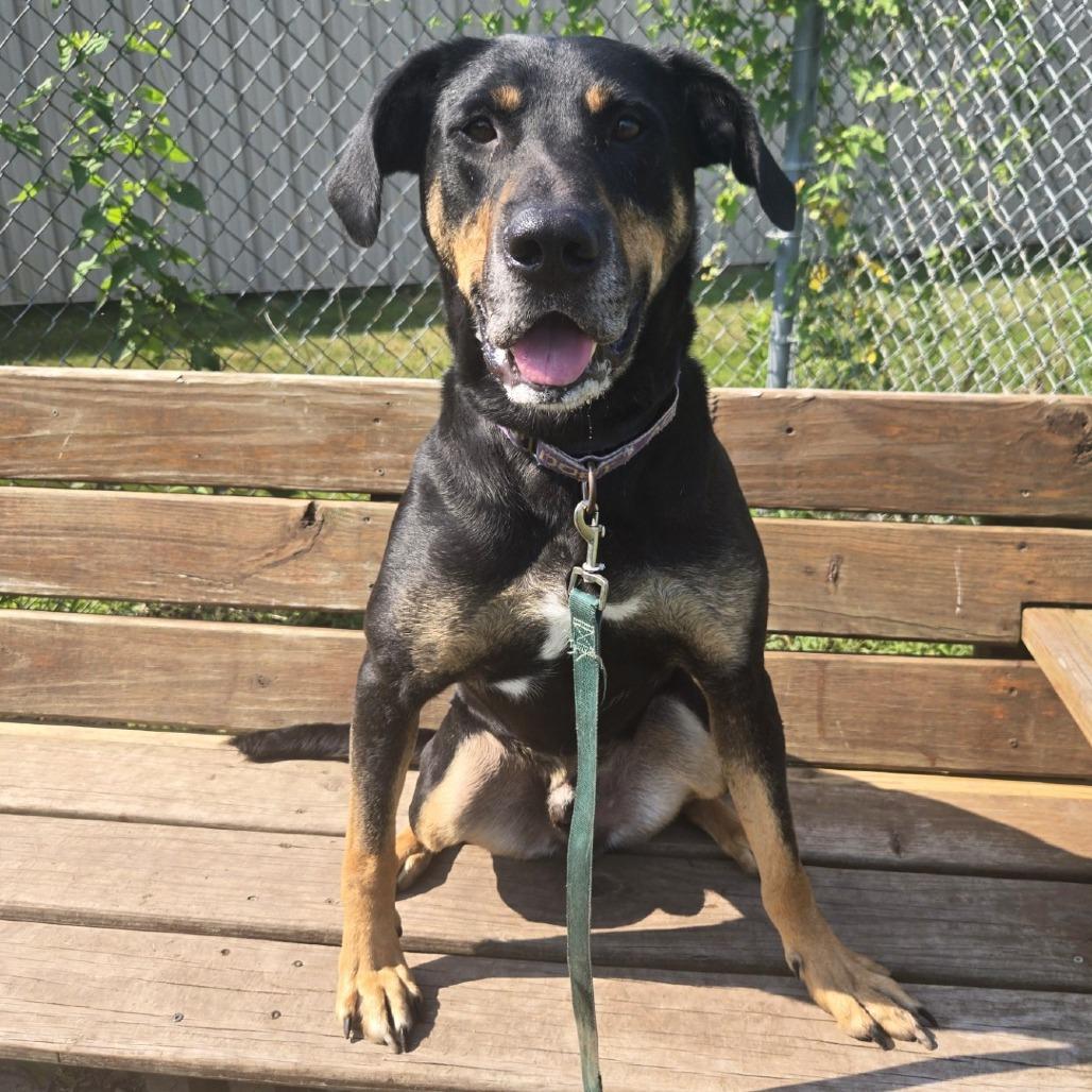 Buckley, Adoptable, Adult Male Great Dane & Hound.
