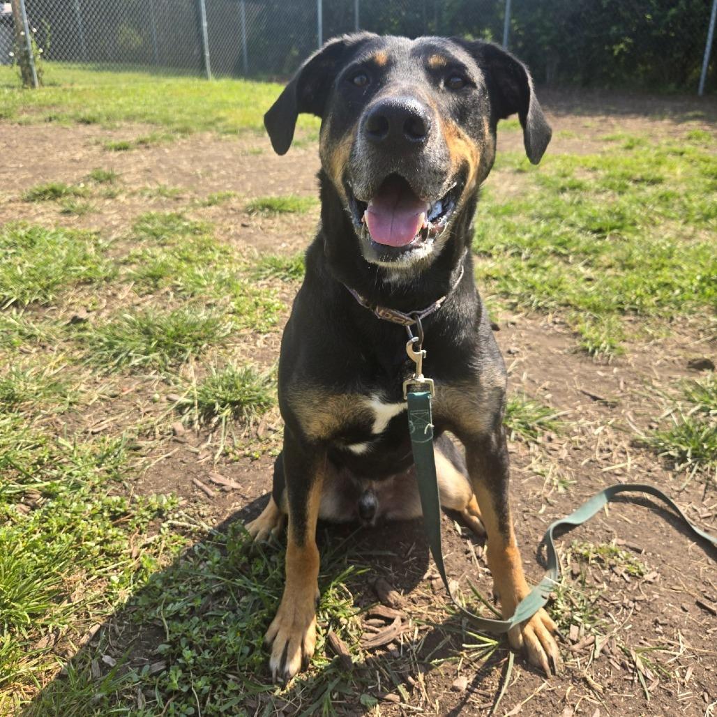 Enlarge Buckley, a Adoptable mixed breed in Champaign, IL image 2/5