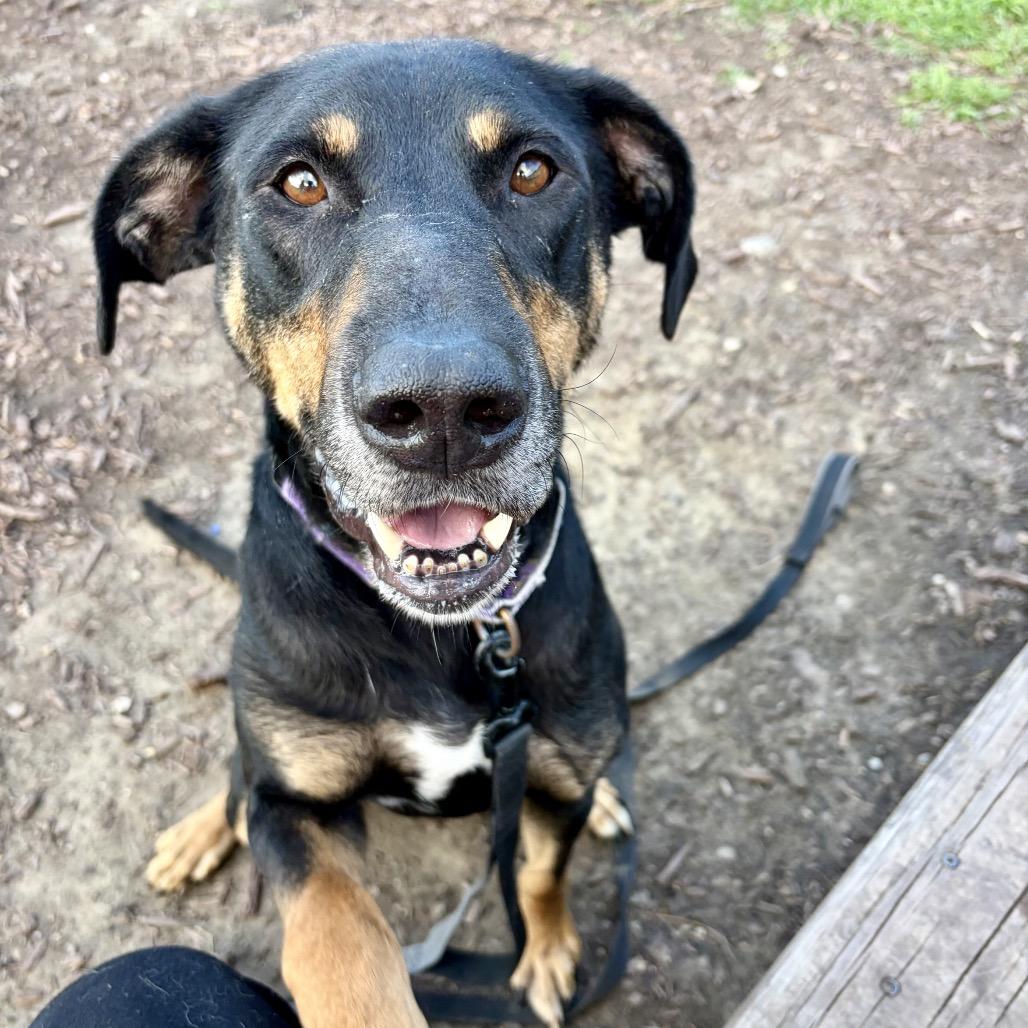 Enlarge Buckley, a Adoptable mixed breed in Champaign, IL image 3/5