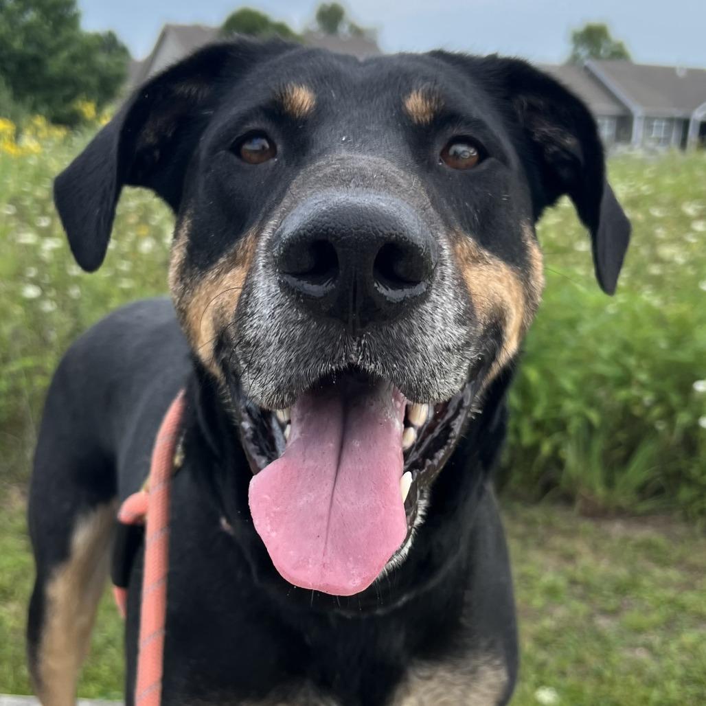 Enlarge Buckley, a Adoptable mixed breed in Champaign, IL image 4/5