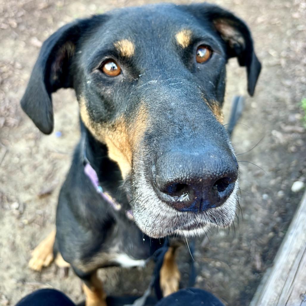 Enlarge Buckley, a Adoptable mixed breed in Champaign, IL image 5/5
