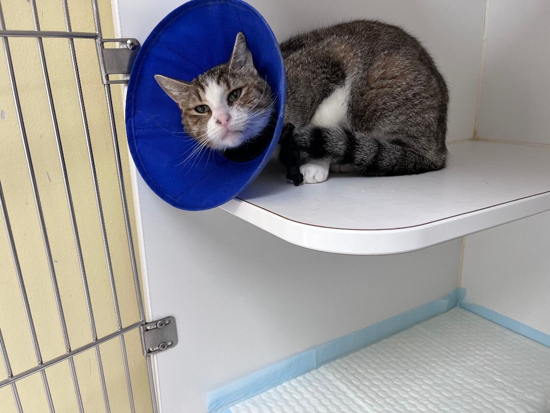 Birdie, Adopted, Adult Female Domestic Short Hair.