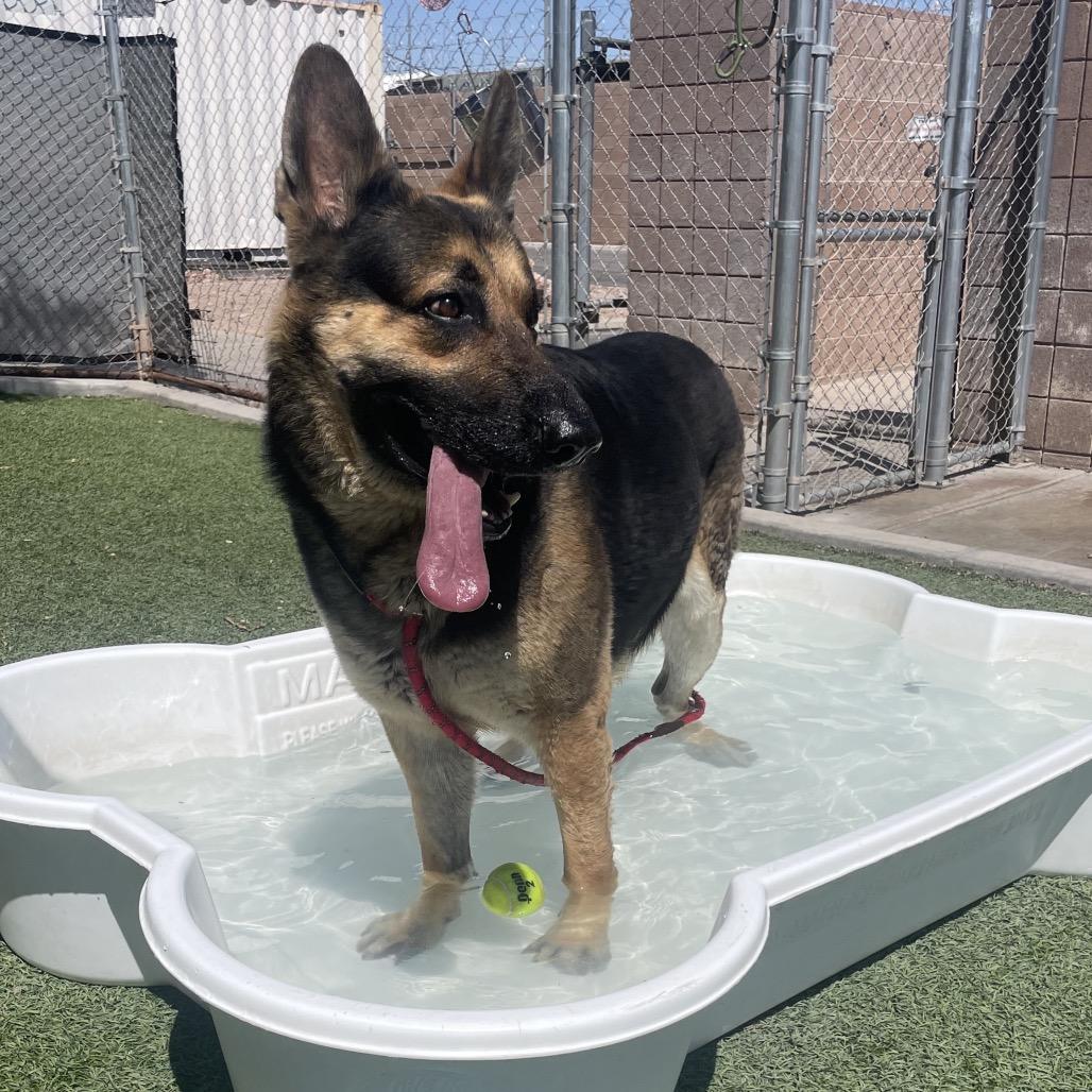 Bubbles, a Adoptable German Shepherd Dog in Henderson, NV image 1/3