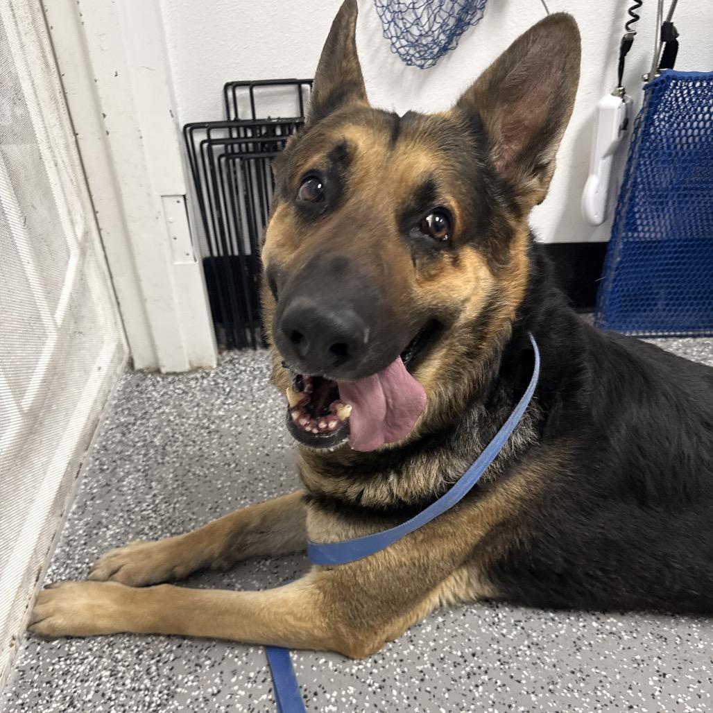 Bubbles, a Adoptable German Shepherd Dog in Henderson, NV image 2/3
