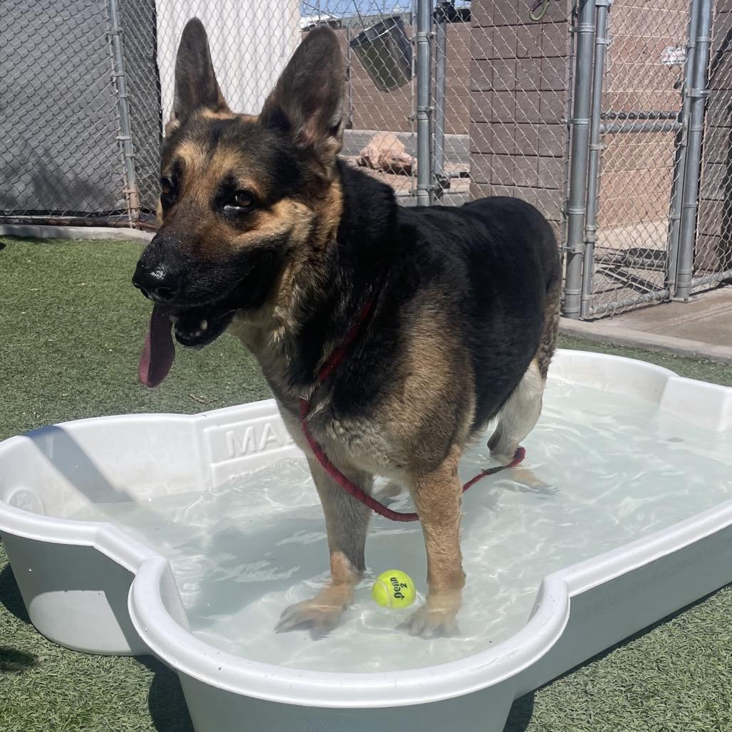 Bubbles, a Adoptable German Shepherd Dog in Henderson, NV image 3/3