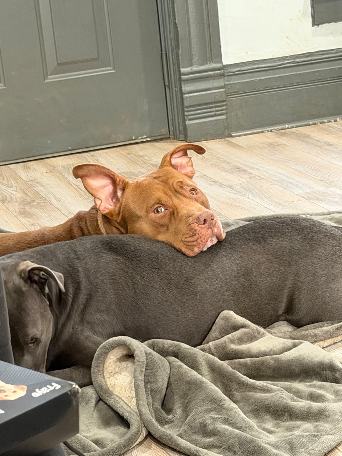 Enlarge Chuppa, a ADOPTABLE Pit Bull Terrier in Louisville, KY image 4/6