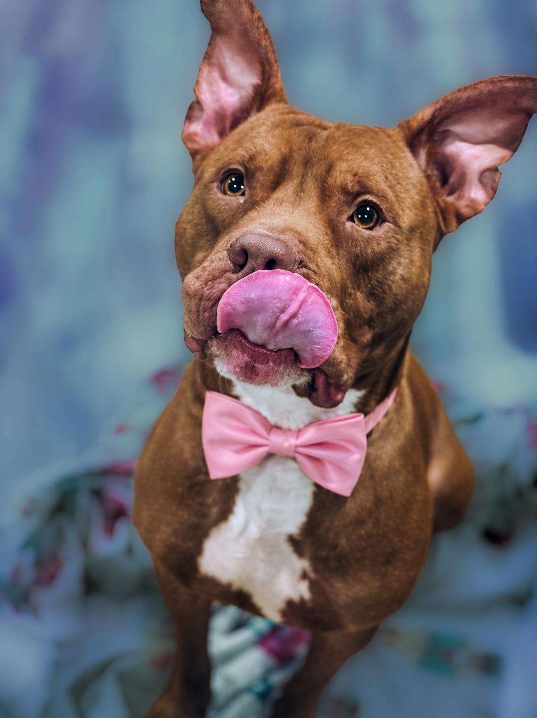 Enlarge Chuppa, a ADOPTABLE Pit Bull Terrier in Louisville, KY image 1/6