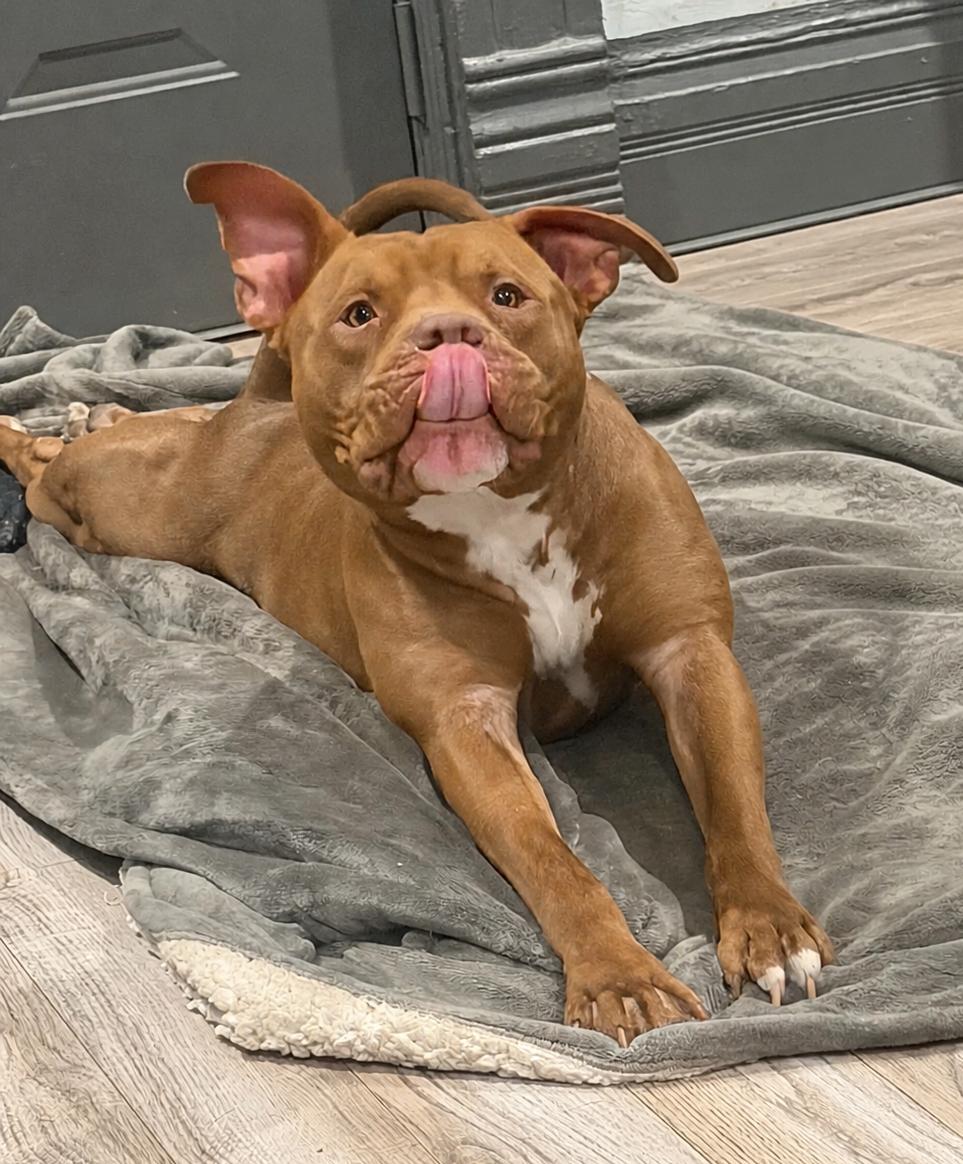 Enlarge Chuppa, a ADOPTABLE American Staffordshire Terrier in Louisville, KY image 4/5