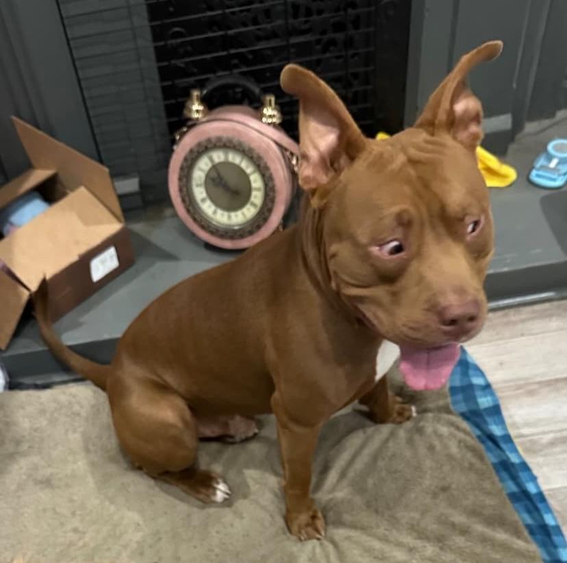 Enlarge Chuppa, a ADOPTABLE Pit Bull Terrier in Louisville, KY image 6/6