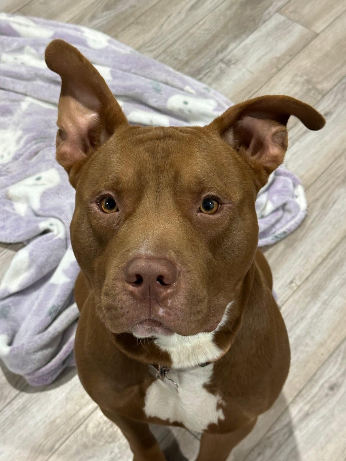 Enlarge Chuppa, a ADOPTABLE Pit Bull Terrier in Louisville, KY image 2/6