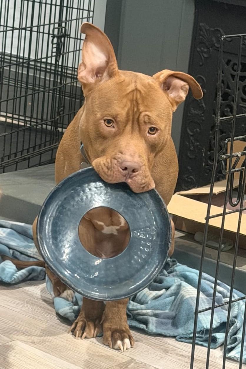 Enlarge Chuppa, a ADOPTABLE Pit Bull Terrier in Louisville, KY image 5/6