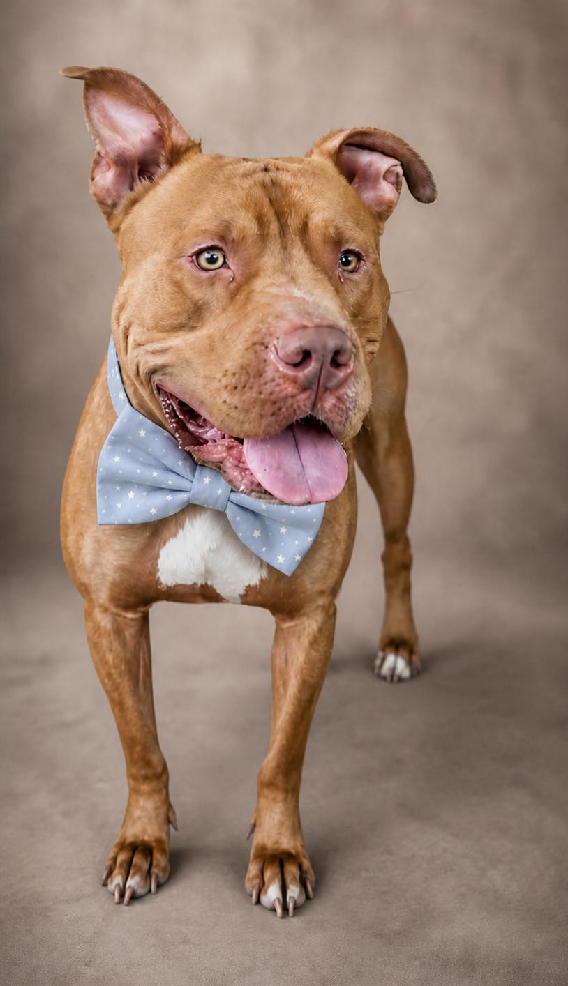 Enlarge Chuppa, a ADOPTABLE American Staffordshire Terrier in Louisville, KY image 5/5
