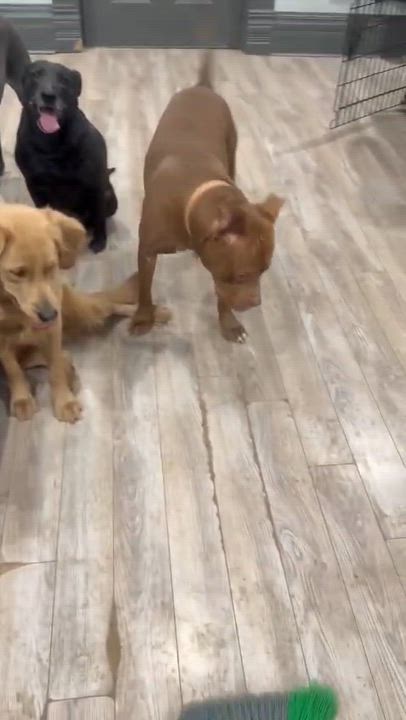 Enlarge Chuppa, a ADOPTABLE Pit Bull Terrier in Louisville, KY video 3/6