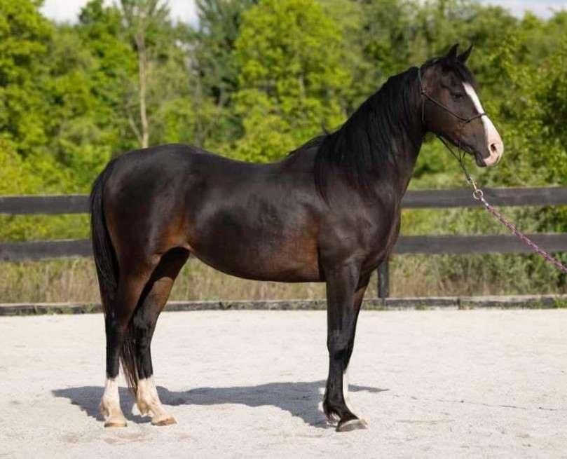 Paella, Adopted, Adult Female Arabian.