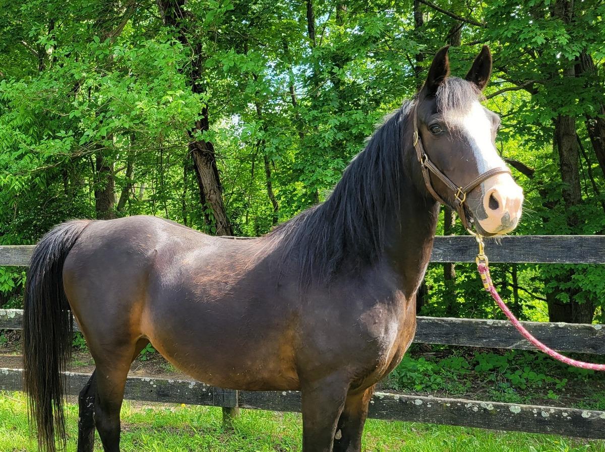 Enlarge Paella, a Adopted Arabian in Huntington, WV image 3/4