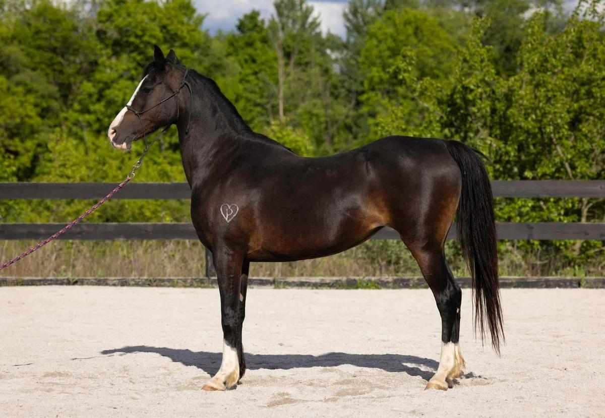 Enlarge Paella, a Adopted Arabian in Huntington, WV image 4/4