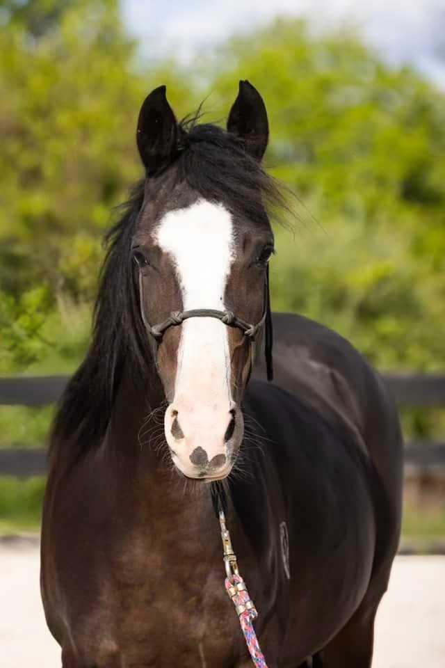 Enlarge Paella, a Adopted Arabian in Huntington, WV image 2/4