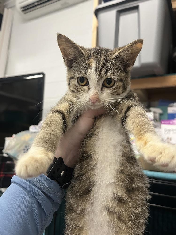 Tequila, Adoptable, Kitten Female Domestic Short Hair.