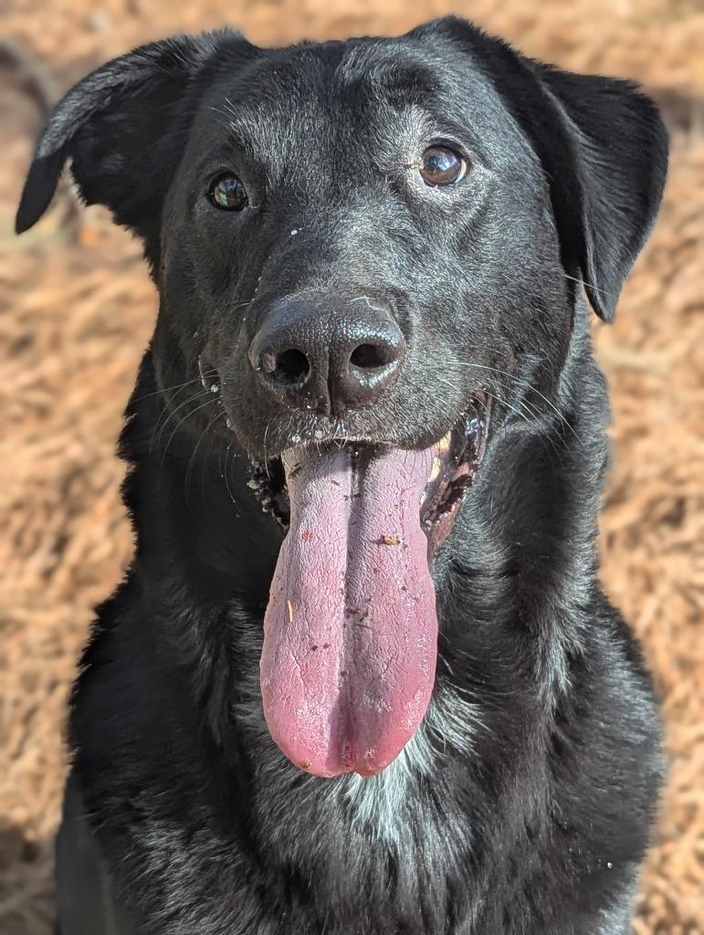 Enlarge Rex In Foster, a Adoptable mixed breed in Danielsville, GA image 1/6