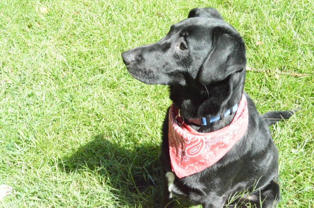 Enlarge Rex In Foster, a Adoptable mixed breed in Danielsville, GA image 2/6