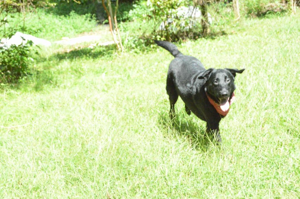 Enlarge Rex In Foster, a Adoptable mixed breed in Danielsville, GA image 3/6