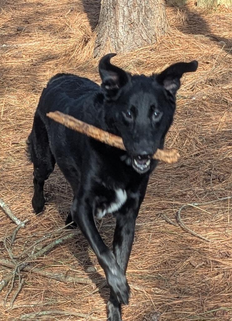 Enlarge Rex In Foster, a Adoptable mixed breed in Danielsville, GA image 4/6