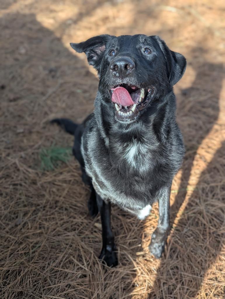 Enlarge Rex In Foster, a Adoptable mixed breed in Danielsville, GA image 5/6